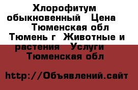 Хлорофитум  обыкновенный › Цена ­ 10 - Тюменская обл., Тюмень г. Животные и растения » Услуги   . Тюменская обл.